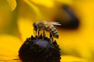 Bee on a flower